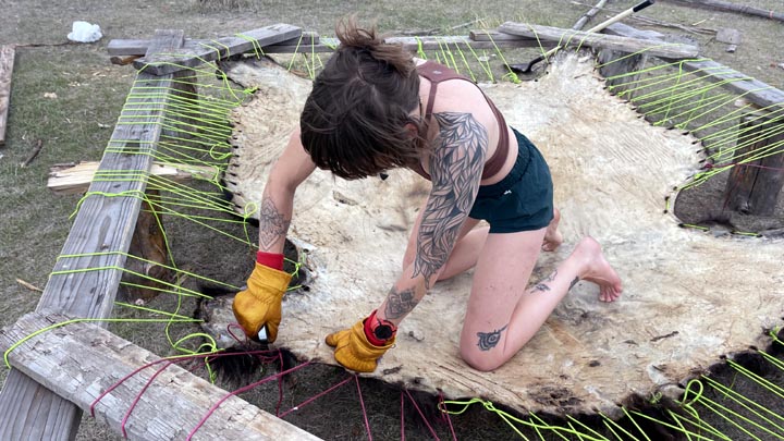 Tanning a bison hide.