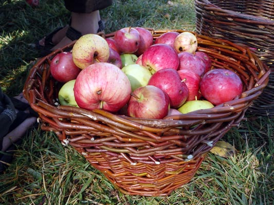Basket of apples.