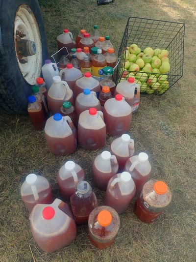Jugs full of apple cider.