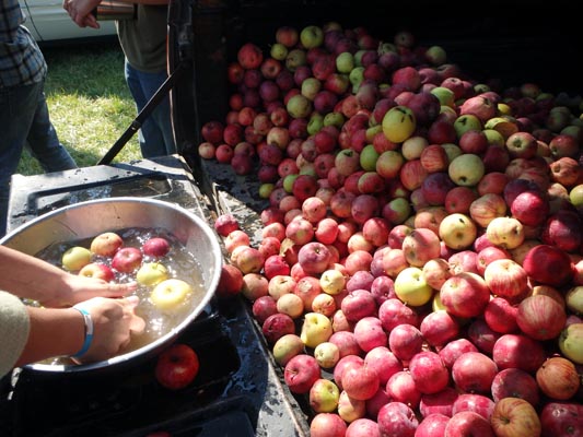 A pile of apples for apple cider.