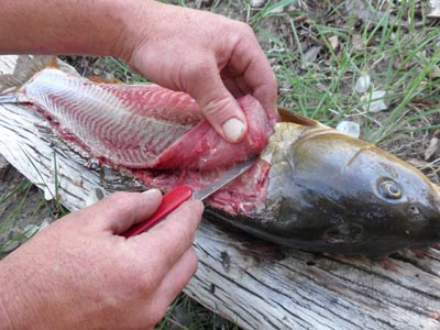 Filleting a carp with a pocket knife.