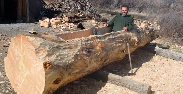 Fallen cottonwood tree for carving a dugout canoe.