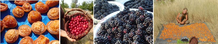 Harvesting feral apricots, plums, and blackberries.