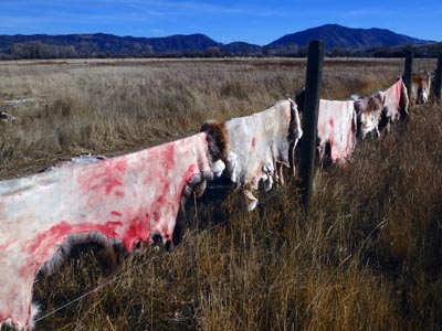Fresh deer hides hanging on a fence.