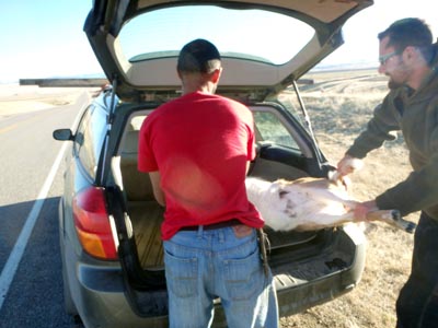 Loading a roadkill deer in a car.