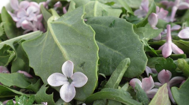 Wild salad featuring orache leaves and lilac blossoms.