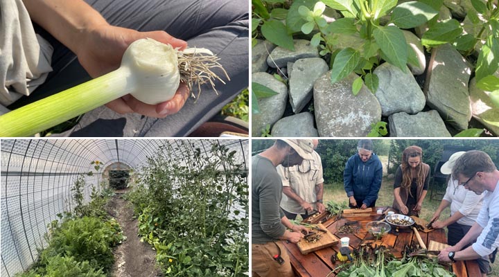 Collage of permaculture pictures.