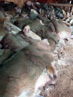 Salted deer hides.