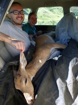 A roadkill deer loaded into the car.