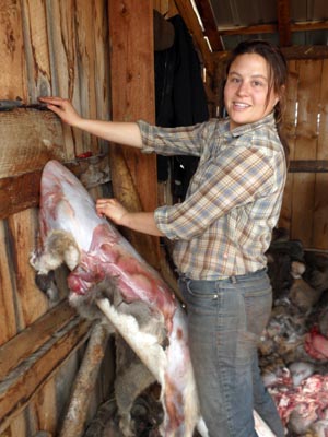 Fleshing a deer hide for tanning buckskin.