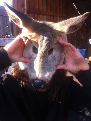 Deer face mask.
