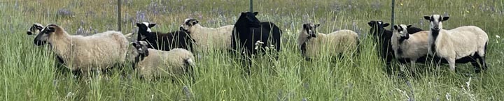 Green University's flock of Icelandic sheep.