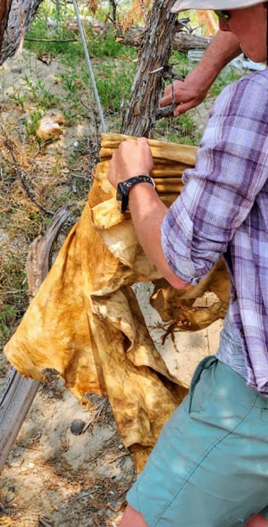 Softening a hide.
